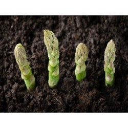 Mary Washington Asparagus Heirloom Seeds - 100% Non-GMO & Open-Pollinated - The Seed Guy