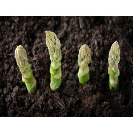 Mary Washington Asparagus Heirloom Seeds - 100% Non-GMO & Open-Pollinated - The Seed Guy