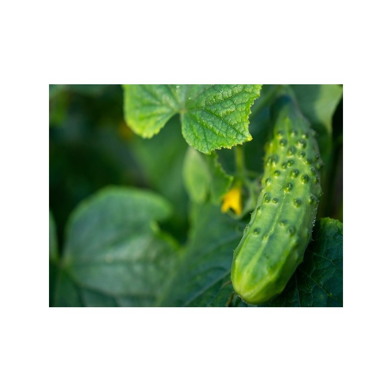 Cucumber Seeds - Boston Pickling