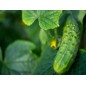 Cucumber Seeds - Boston Pickling
