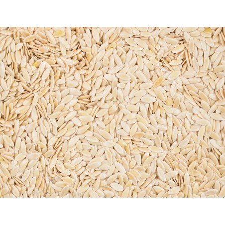 Cucumber Seeds - Boston Pickling