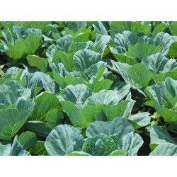 Georgia Southern Collard Heirloom Seeds - 100% Non-GMO & Open-Pollinated - The Seed Guy