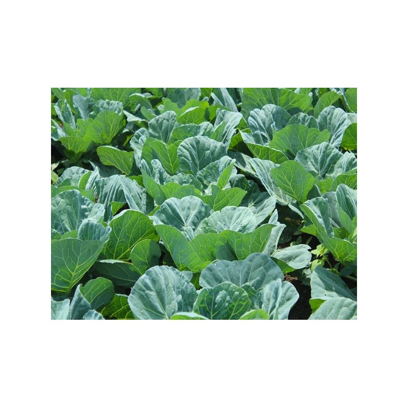 Collard Seeds - Georgia Southern