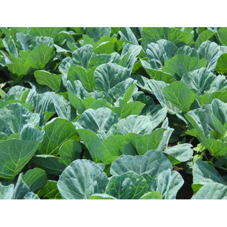Georgia Southern Collard Heirloom Seeds - 100% Non-GMO & Open-Pollinated - The Seed Guy