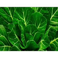 Morris Heading Collard Heirloom Seeds - 100% Non-GMO & Open-Pollinated - The Seed Guy