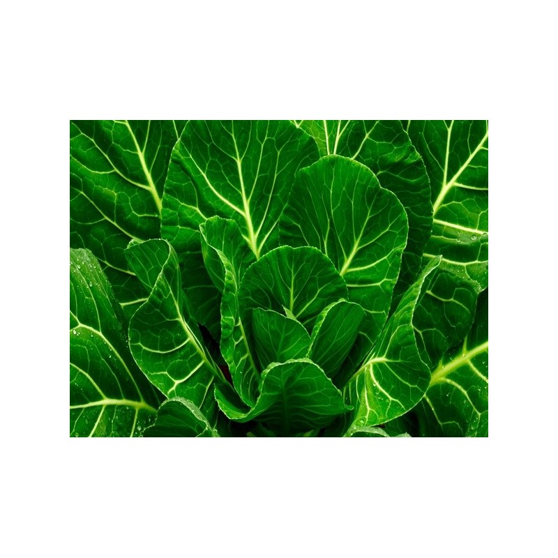 Collard Seeds - Morris Heading