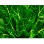 Collard Seeds - Morris Heading