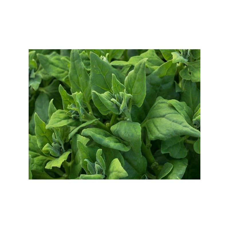 Spinach Seeds, New Zealand Spinach Seeds, New Zealand