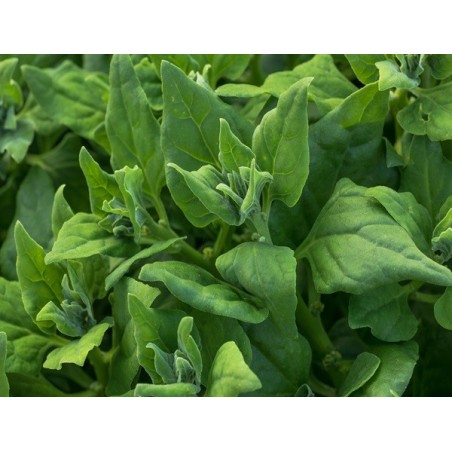 New Zealand Spinach Heirloom Seeds - 100% Non-GMO & Open-Pollinated - The Seed Guy