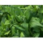 Spinach Seeds, New Zealand Spinach Seeds, New Zealand