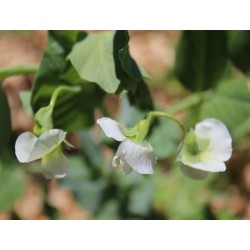 Little Marvel Pea Heirloom Seeds - 100% Non-GMO & Open-Pollinated - The Seed Guy