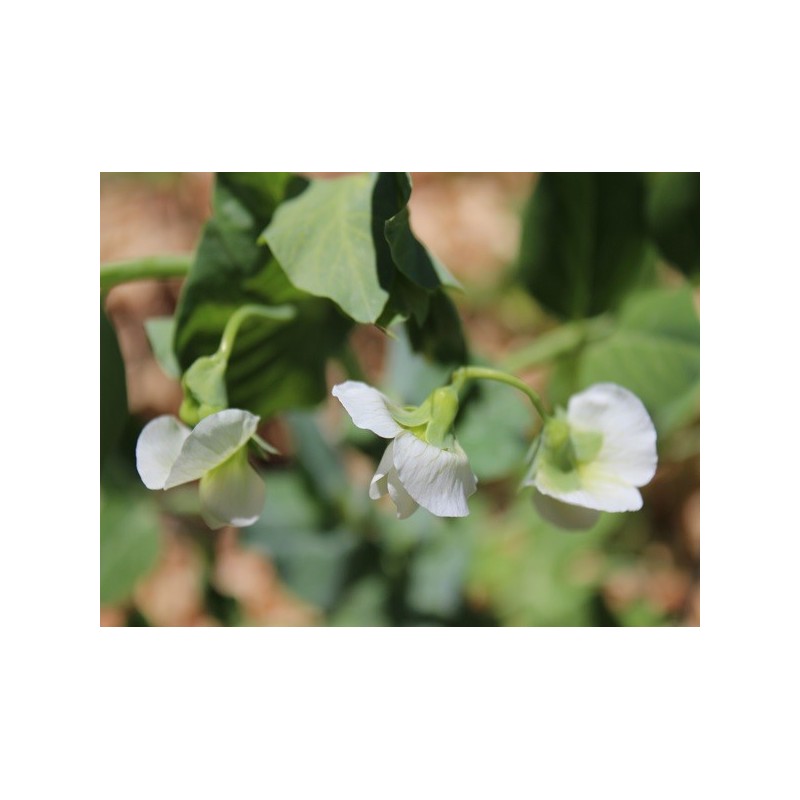 Pea Seeds - Little Marvel Pea Seeds - Little Marvel