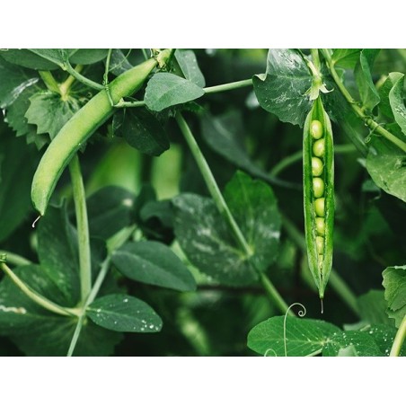 Green Arrow Pea Heirloom Seeds - 100% Non-GMO & Open-Pollinated - The Seed Guy