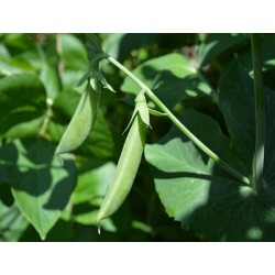 Sugar Ann Pea Heirloom Seeds - 100% Non-GMO & Open-Pollinated - The Seed Guy