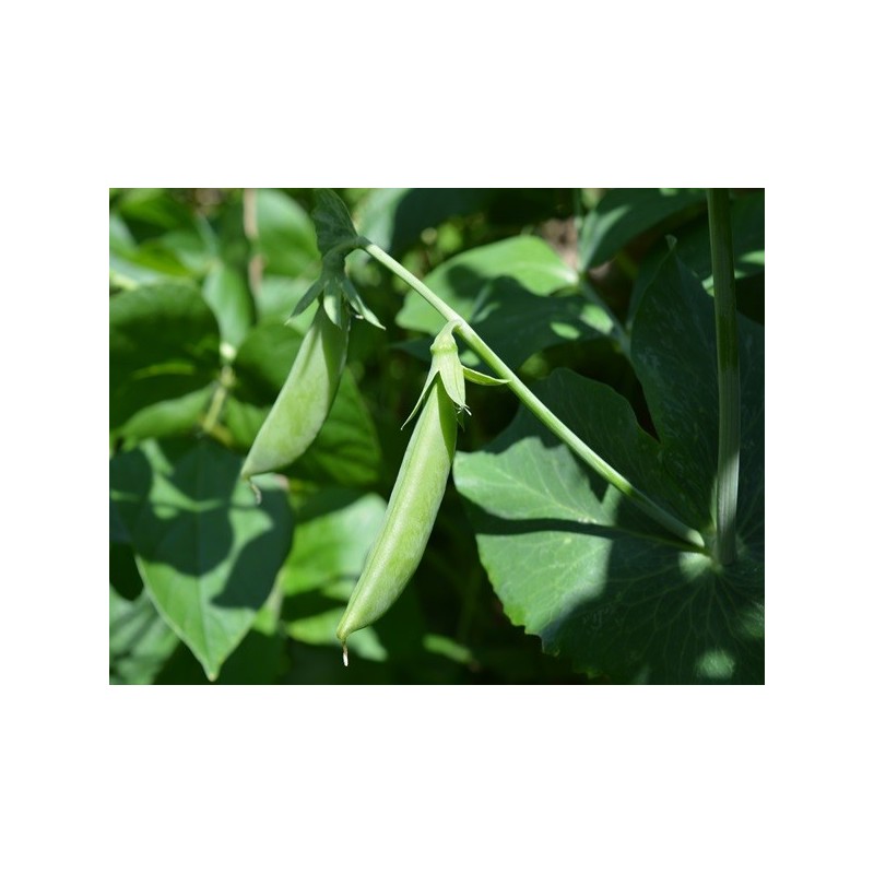 Pea Seeds - Sugar Ann Pea Seeds - Sugar Ann