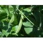 Pea Seeds - Sugar Ann Pea Seeds - Sugar Ann