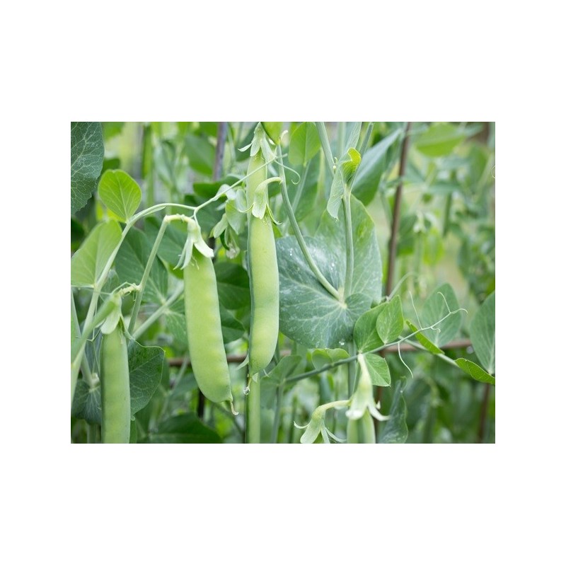 Pea Seeds - Sugar Snap