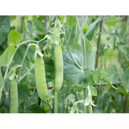 Sugar Snap Pea Heirloom Seeds - 100% Non-GMO & Open-Pollinated - The Seed Guy