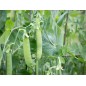 Pea Seeds - Sugar Snap