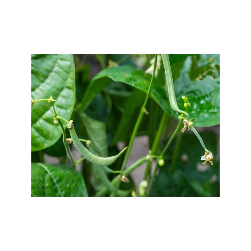 Bean Seeds - Contender Bush Bean Seeds - Contender Bush