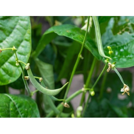 Contender Bush Bean Heirloom Seeds - 100% Non-GMO & Open-Pollinated - The Seed Guy