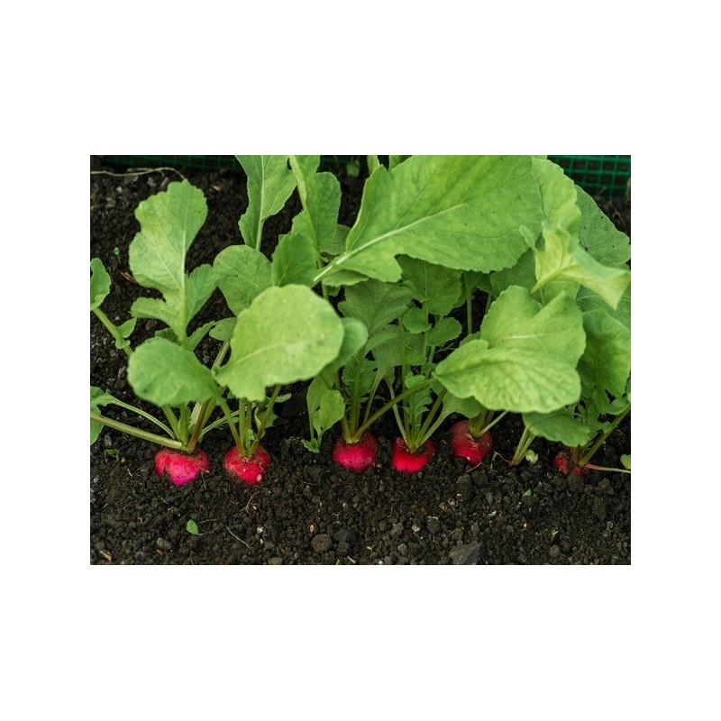 Radish Seeds - Cherry Belle Radish Seeds - Cherry Belle