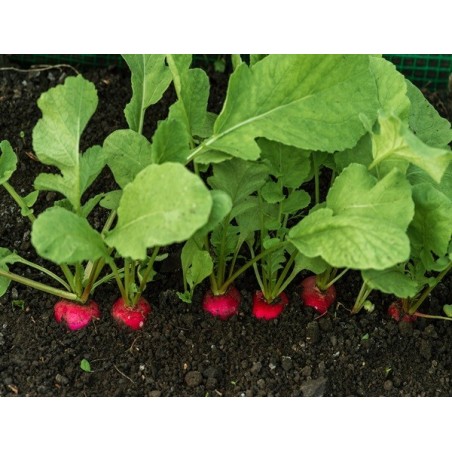 Cherry Belle Radish Heirloom Seeds - 100% Non-GMO & Open-Pollinated - The Seed Guy
