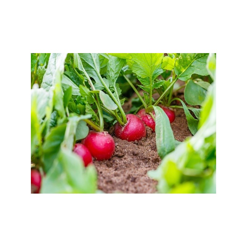 Radish Seeds - Crimson Giant