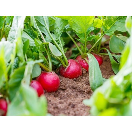 Crimson Giant Radish Heirloom Seeds - 100% Non-GMO & Open-Pollinated - The Seed Guy