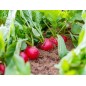 Radish Seeds - Crimson Giant
