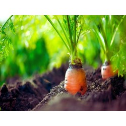 Red Cored Chantenay Carrot Heirloom Seeds - 100% Non-GMO & Open-Pollinated - The Seed Guy