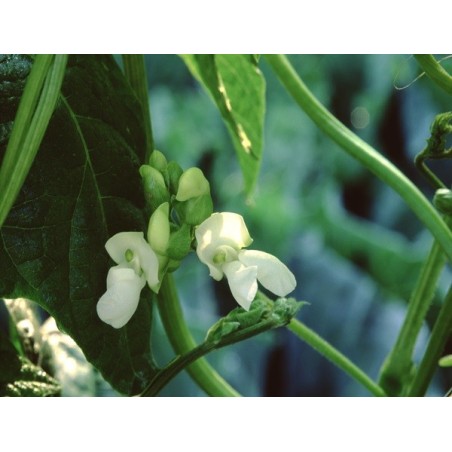 Kentucky Wonder Pole Bean Heirloom Seeds - 100% Non-GMO & Open-Pollinated - The Seed Guy