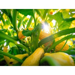Summer Crookneck Squash Heirloom Seeds - 100% Non-GMO & Open-Pollinated - The Seed Guy