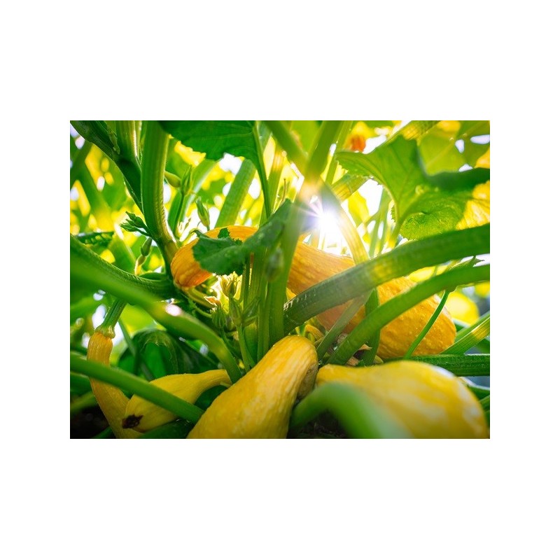 Squash Seeds - Golden Summer Crookneck