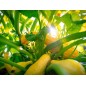 Squash Seeds - Golden Summer Crookneck