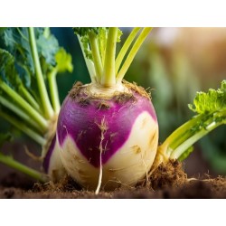 Purple Top White Globe Turnip Heirloom Seeds - 100% Non-GMO & Open-Pollinated - The Seed Guy