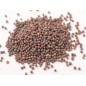 Turnip Seeds - Purple Top White Globe Turnip Seeds - Purple Top White Globe