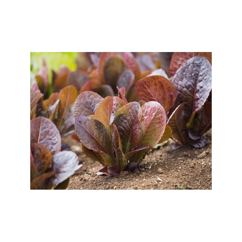 Lettuce Seeds - Red Romaine Lettuce Seeds - Red Romaine