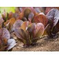 Lettuce Seeds - Red Romaine Lettuce Seeds - Red Romaine
