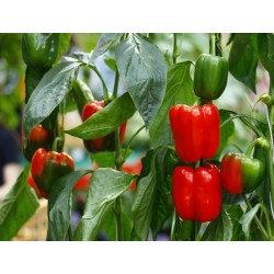 California Wonder Bell Pepper Heirloom Seeds - 100% Non-GMO & Open-Pollinated - The Seed Guy