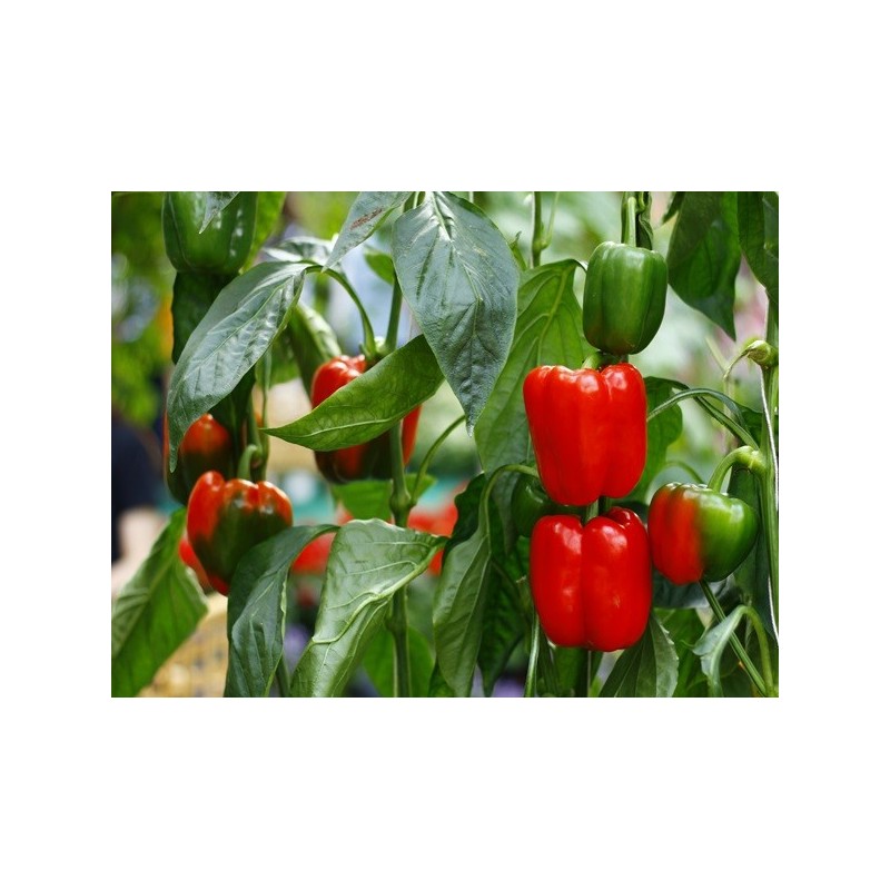 Pepper Seeds - California Wonder Bell