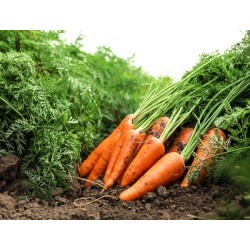 Scarlet Nantes Carrot Heirloom Seeds - 100% Non-GMO & Open-Pollinated - The Seed Guy