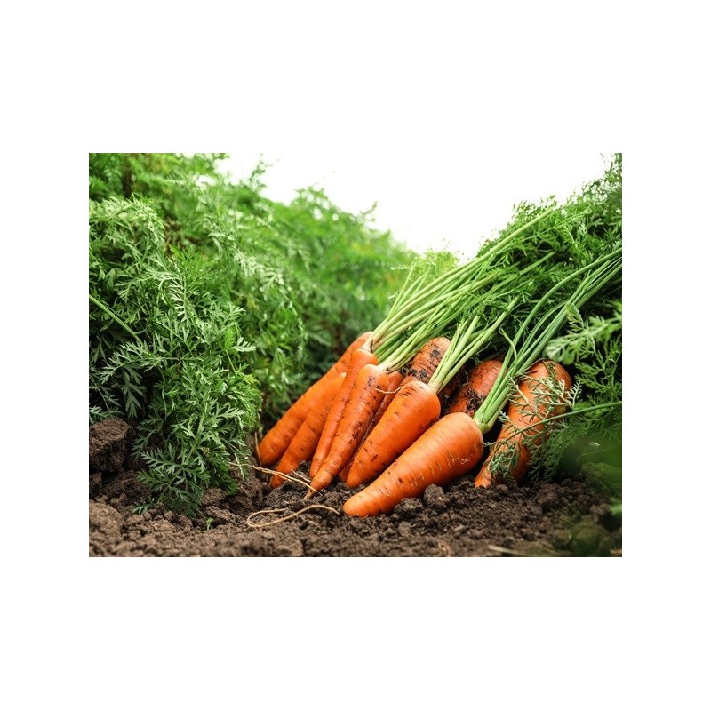 Carrot Seeds - Scarlet Nantes