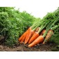 Carrot Seeds - Scarlet Nantes