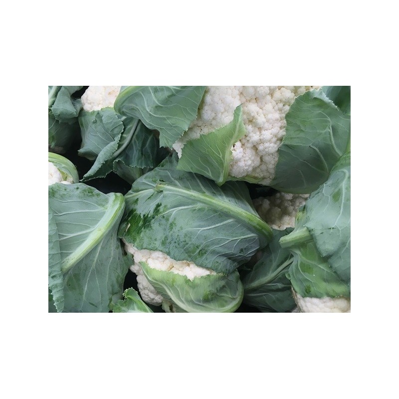 Cauliflower Seeds - Snowball