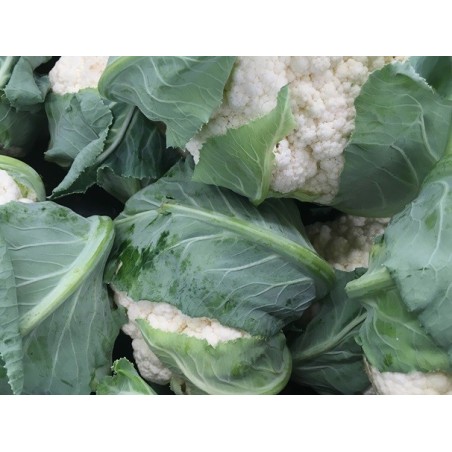 Snowball Cauliflower Heirloom Seeds - 100% Non-GMO & Open-Pollinated - The Seed Guy