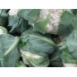 Cauliflower Seeds - Snowball