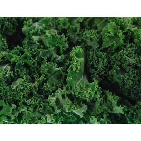 Siberian Kale Heirloom Seeds - 100% Non-GMO & Open-Pollinated - The Seed Guy