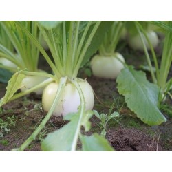 Seven Top Turnip Heirloom Seeds - 100% Non-GMO & Open-Pollinated - The Seed Guy