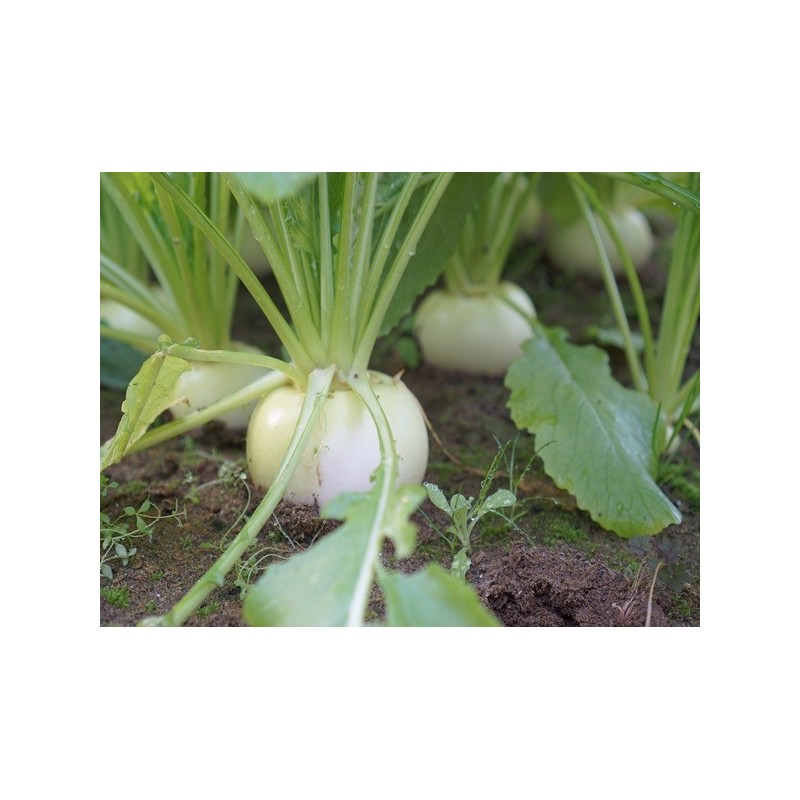 Turnip Seeds - Seven Top Turnip Seeds - Seven Top